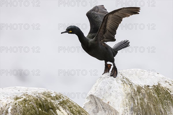 Common shag (Phalacrocorax aristotelis) hopping on a rock, Hornoya Island, Vardo, Varanger, Finnmark, Norway, Europe