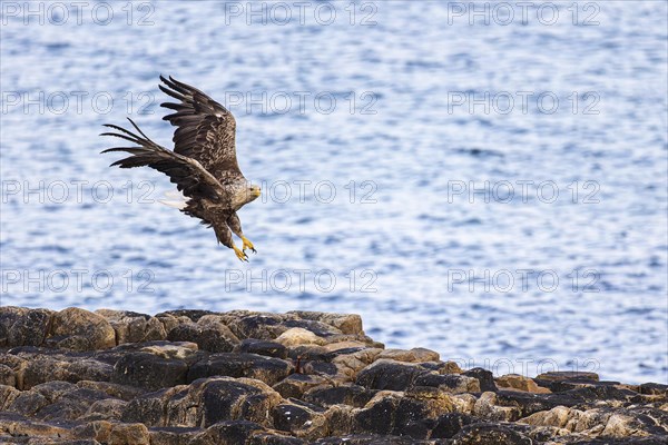 White-tailed eagle (Haliaeetus albicilla), adult bird flying over rocks, Varanger, Finnmark, Norway, Europe