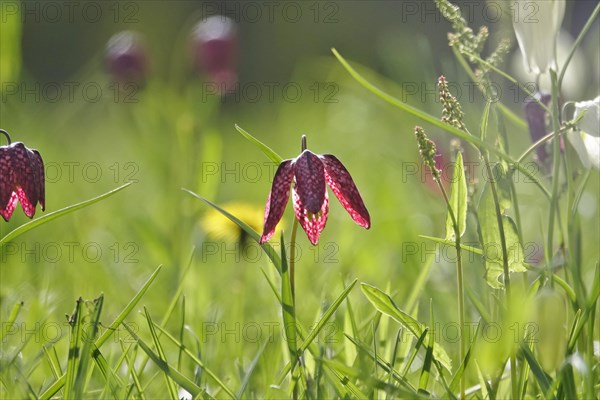 Charming chequerboard flower, spring, Germany, Europe