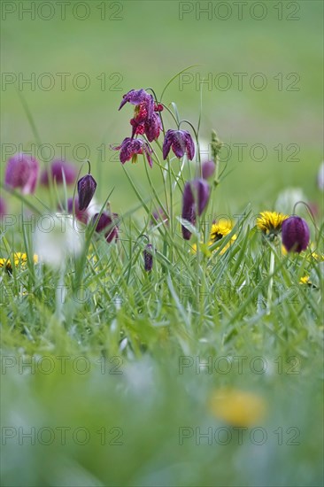 Charming chequerboard flower, spring, Germany, Europe