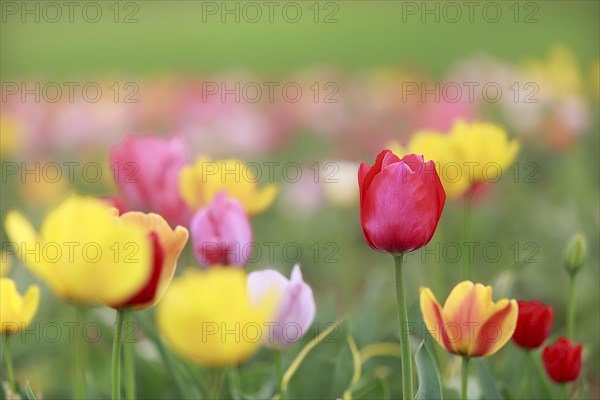 Red tulip stands out against a background of yellow flowers