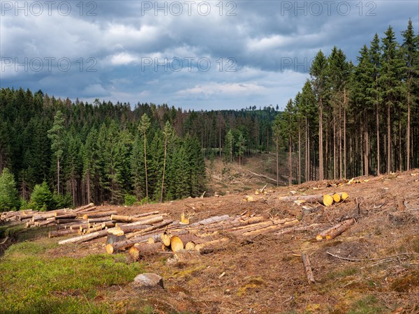 Spruce clear-cutting in the forest after bark beetle infestation, Franconian Forest, Upper Franconia, Bavaria, Germany, Europe