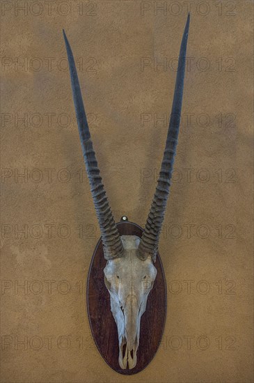Hunting trophy of an antelope skull on a wall, hunted in 1912 in former German South West Africa, Mecklenburg-Western Pomerania, Germany, Europe