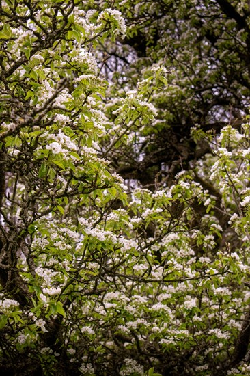 Branches of a pear tree (Pyrus communis) with white blossoms, Neubeuern, Germany, Europe