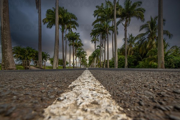 The famous palm avenue l'Allee Dumanoir. Landscape shot from the centre of the street into the avenue. Taken during a fantastic sunset. Grand Terre, Guadeloupe, Caribbean, North America