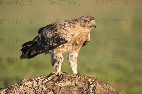 Juvenile Iberian Eagle, Spanish Imperial Eagle (Aquila adalberti), Extremadura, Castilla La Mancha, Spain, Europe