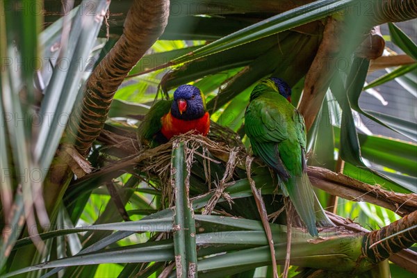 Portrait of a loris, parrot. Beautiful shot of the animals in the forest on Guadeloupe, Caribbean, French Antilles