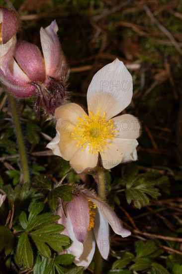 Spring pasque flower three closed and open pink flowers on top of each other
