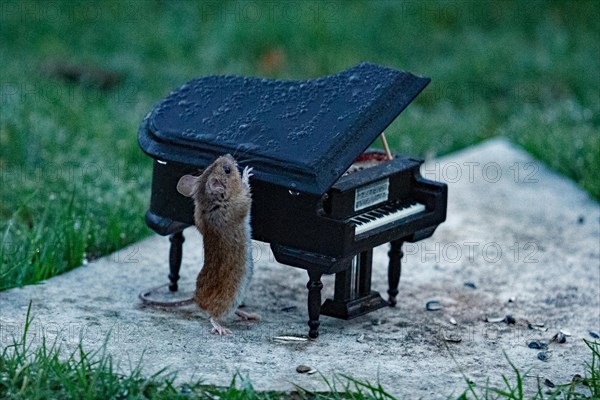 Wood mouse leaning against piano on stone slab in green grass standing right looking up