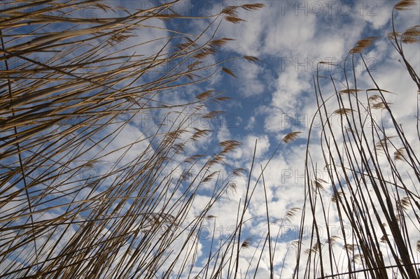 Reeds, sky, Lower Austria