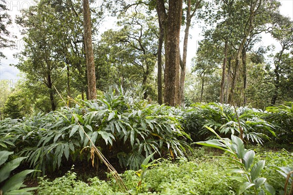 Cardamom plants (Elettaria cardamomum), Cadamom Hills, Munnar, Kerala, India, Asia