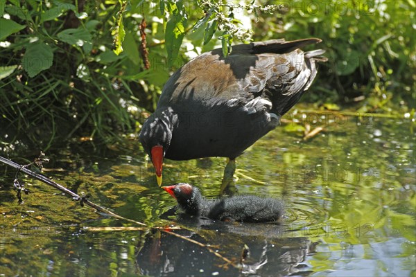 Common moorhen (Gallinula chloropus), pond rail, with juvenile