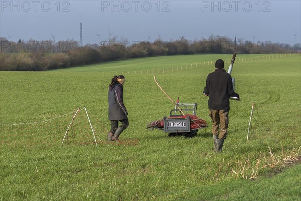 Shepherd and his daughter fence a new pasture with a solar panel for the electric fence, Mecklenburg-Western Pomerania, Germany, Europe