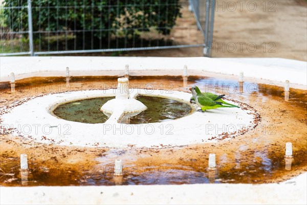 Birds drinking from the mouth of a disused well as a result of the water shortage in Barcelona, Spain, Europe