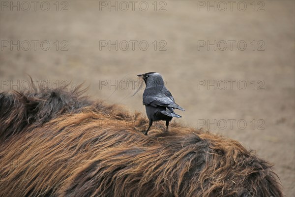 Western jackdaw (Corvus monedula), pulls tufts of hair from the donkey's back for nest building