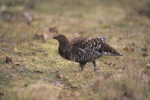 Black grouse (Lyrurus tetrix)