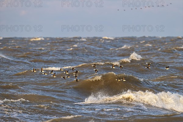 Long-tailed duck (Clangula hyemalis), small flock in flight over turbulent sea, Laanemaa, Estonia, Europe