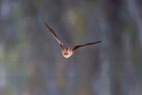 Brown long-eared bat (Plecotus auritus) flying out of its winter quarters, Brandenburg, Germany, Europe