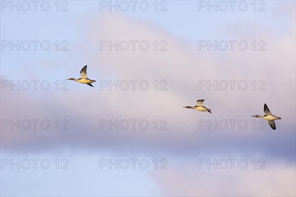 Red-breasted Merganser (Mergus serrator), small flock in flight, Laanemaa, Estonia, Europe