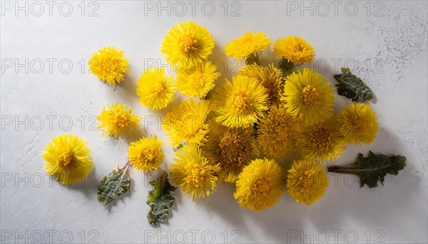 A selection of yellow coltsfoot flowers in various stages of flowering, medicinal plant coltsfoot, Tussilago farfara, KI generated, AI generated