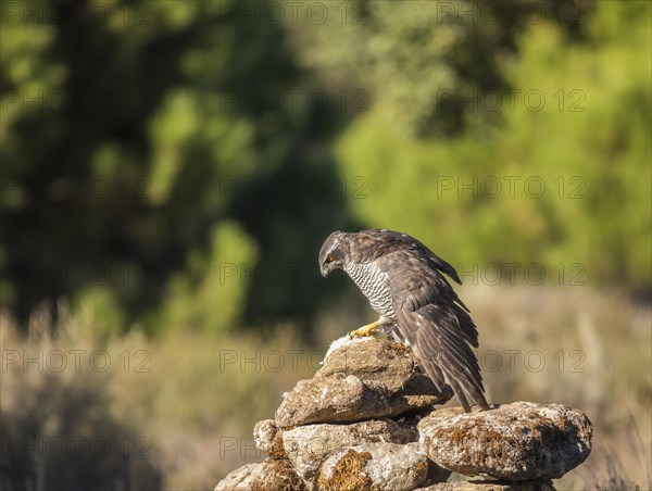 Northern goshawk (Accipiter gentilis) female, Extremadura, Castilla La Mancha, Spain, Europe