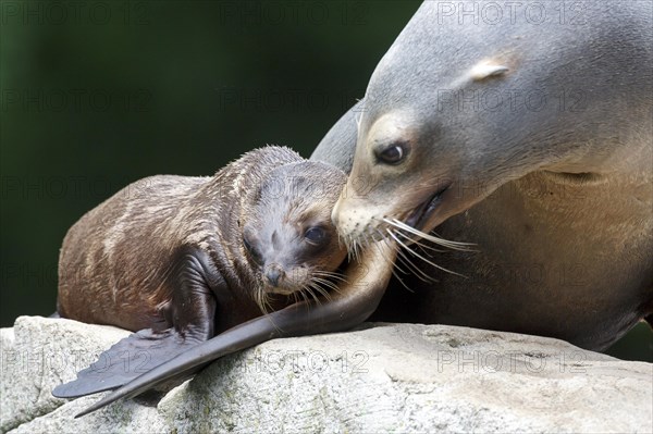 California sea lion (Zalophus californianus), An adult sea lion and a juvenile showing love and bonding while cuddling on a rock