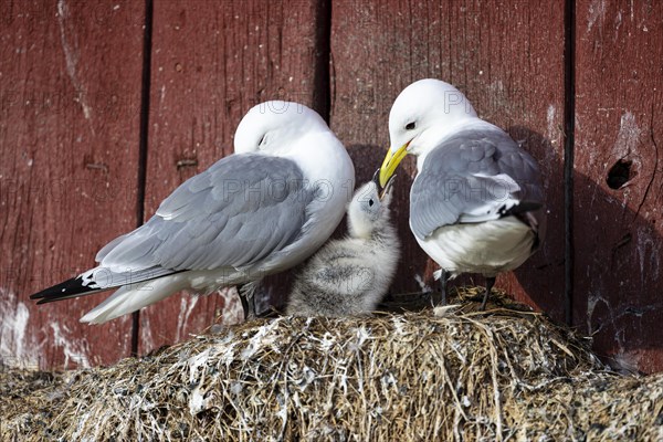 Black-legged kittiwake (Rissa tridactyla), breeding pair with chicks begging for food on nest on house facade, Vardo, Varanger, Finnmark, Norway, Europe