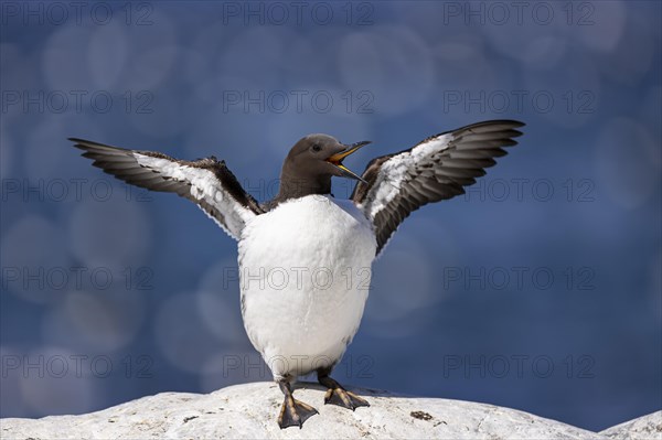 Common guillemot (Uria aalge) flapping its wings, Hornoya Island, Vardo, Varanger, Finnmark, Norway, Europe