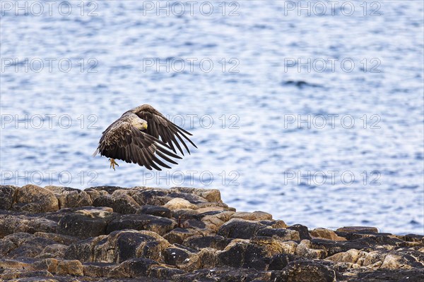 White-tailed eagle (Haliaeetus albicilla), adult bird flying over rocks, Varanger, Finnmark, Norway, Europe