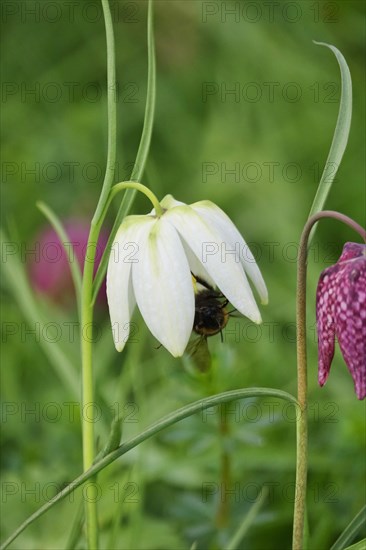 Charming chequerboard flower, spring, Germany, Europe