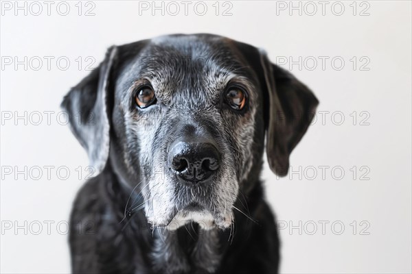 Very old Labrador dog with gray hair on white background. KI generiert, generiert, AI generated