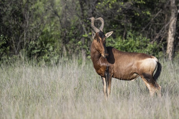 Red hartebeest (Alcelaphus buselaphus caama), Mziki Private Game Reserve, North West Province, South Africa, Africa