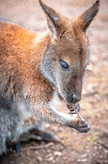 Red-necked wallaby (Macropus rufogriseus) shopping around on a small branch, Eisenberg, Thuringia, Germany, Europe