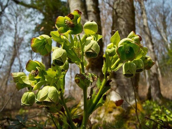 Stinking hellebore, Helleborus foetidus, Ursental, Tuttlingen, Baden-Wuerttemberg, Germany, Europe