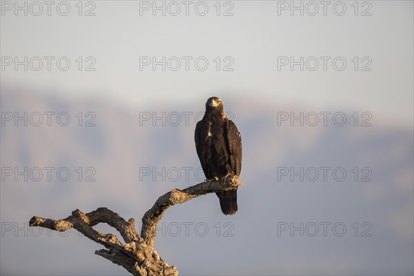 Iberian Eagle, Spanish Imperial Eagle (Aquila adalberti), Extremadura, Castilla La Mancha, Spain, Europe