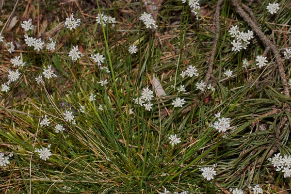 Farmer's mustard many green panicles with open white flowers next to each other