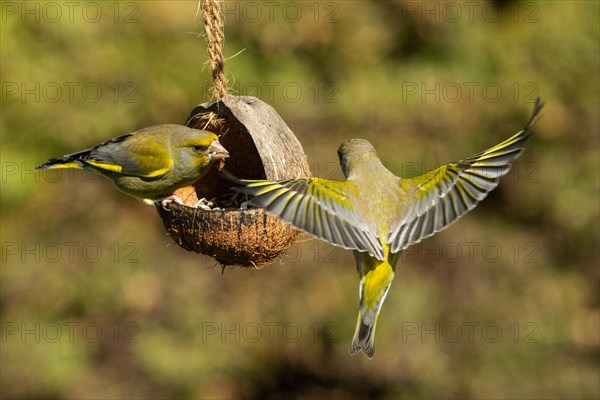 Greenfinch two birds with food in beak sitting on feeding dish looking right and flying with open wings to feeding dish from behind