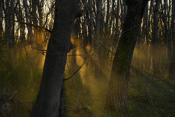 Morning atmosphere, sun, fog, forest, trees, Lower Austria