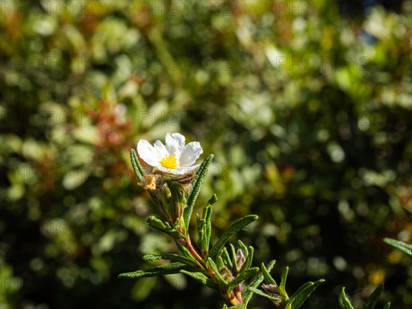 Sage-leaved rockrose (Cistus salviifolius), flower, near Olbia, Sardinia, Italy, Europe