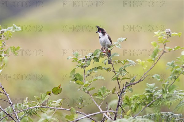 Red-vented Bulbul (Pycnonotus cafer) or Sooty Bulbul in Eravikulam National Park, Kannan Devan Hills, Munnar, Kerala, India, Asia