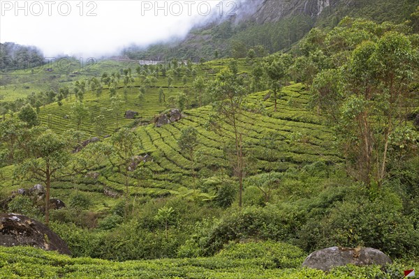 Hilly landscape with tea plantations in the clouds, Munnar, Kerala, India, Asia