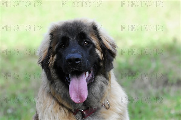 Leonberger dog, frontal view of a dog with its tongue sticking out in a meadow, Leonberger dog, Schwaebisch Gmuend, Baden-Wuerttemberg, Germany, Europe