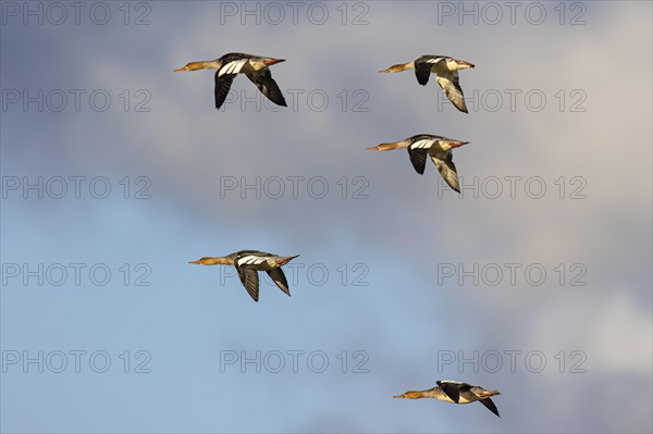 Red-breasted Merganser (Mergus serrator), small flock in flight, Laanemaa, Estonia, Europe