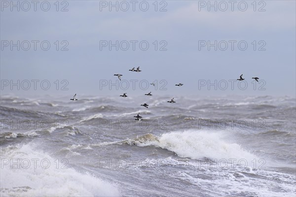 Greater scaup (Aythya marila), small flock in flight over turbulent sea, Laanemaa, Estonia, Europe