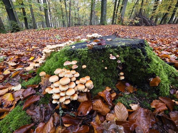 Group of green-leaved sulphur-head (Hypholoma fasciculare) growing on a tree trunk, North Rhine-Westphalia, Germany, Europe