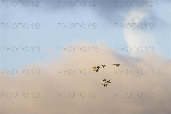 Red-breasted Merganser (Mergus serrator), small flock in flight, Laanemaa, Estonia, Europe