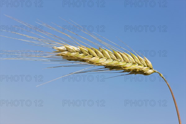 Rye ears, rye, cereal grain, East Frisia, Germany, Europe