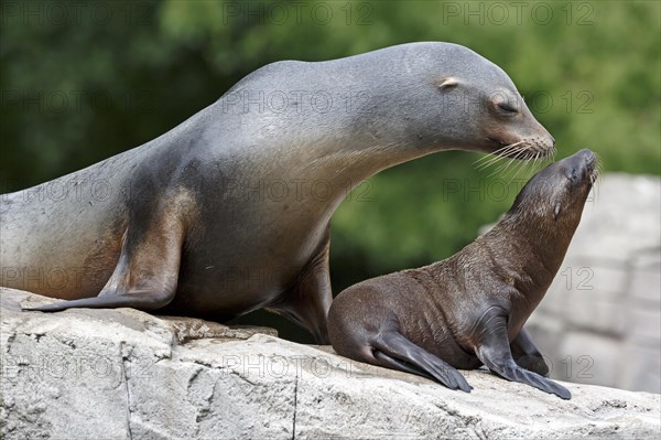 California sea lion (Zalophus californianus), An adult sea lion and a juvenile relaxing together on a rock