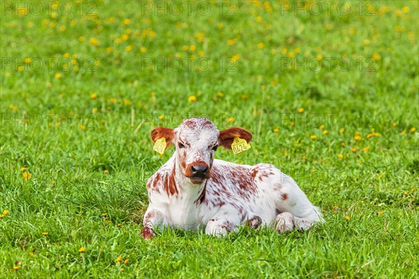 Young cow calf lies and ruminates in a meadow, Sweden, Europe