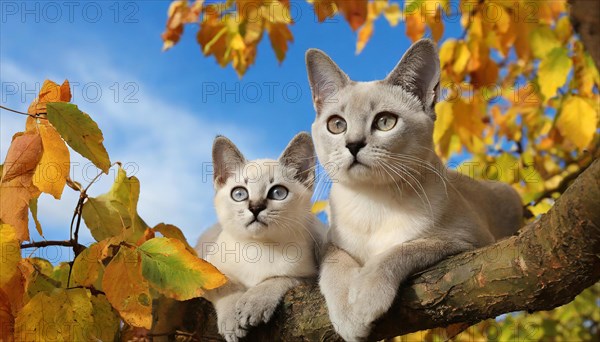 AI generated, animal, animals, mammal, mammals, cat, felidae (Felis catus), a cat and a kitten resting on a tree, autumn, seasons